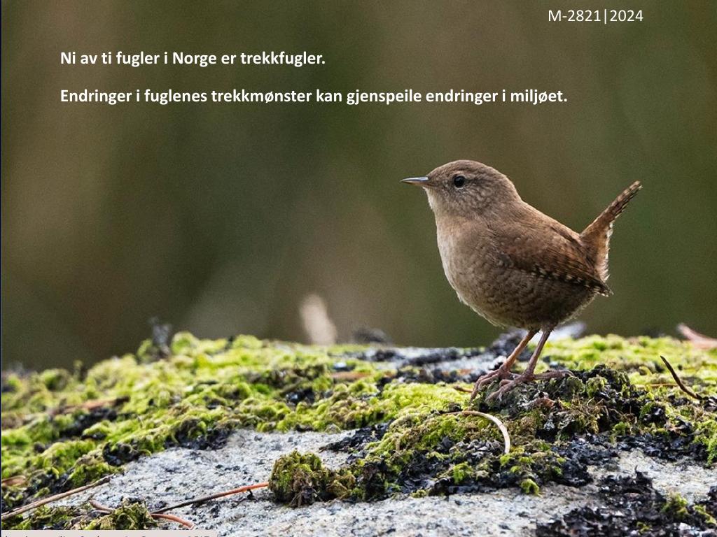 Forsiden av dokumentet Ni av ti fugler i Norge er trekkfugler - Endringer i fuglenes trekkmønster kan gjenspeile endringer i miljøet.