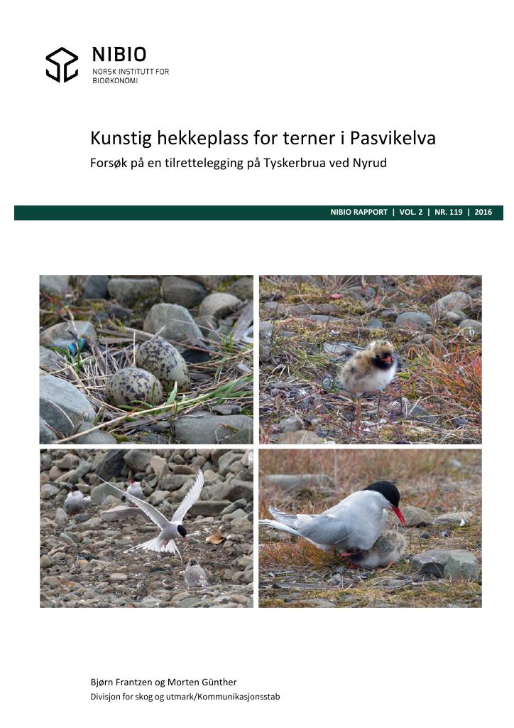 Forsiden av dokumentet Kunstig hekkeplass for terner i Pasvikelva : forsøk på en tilrettelegging på Tyskerbrua ved Nyrud