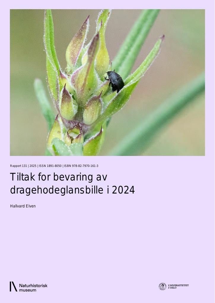 Forsiden av dokumentet Tiltak for bevaring av dragehodeglansbille i 2024