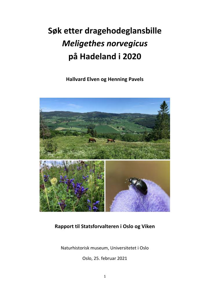 Forsiden av dokumentet Søk etter dragehodeglansbille Meligethes norvegicus på Hadeland i 2020