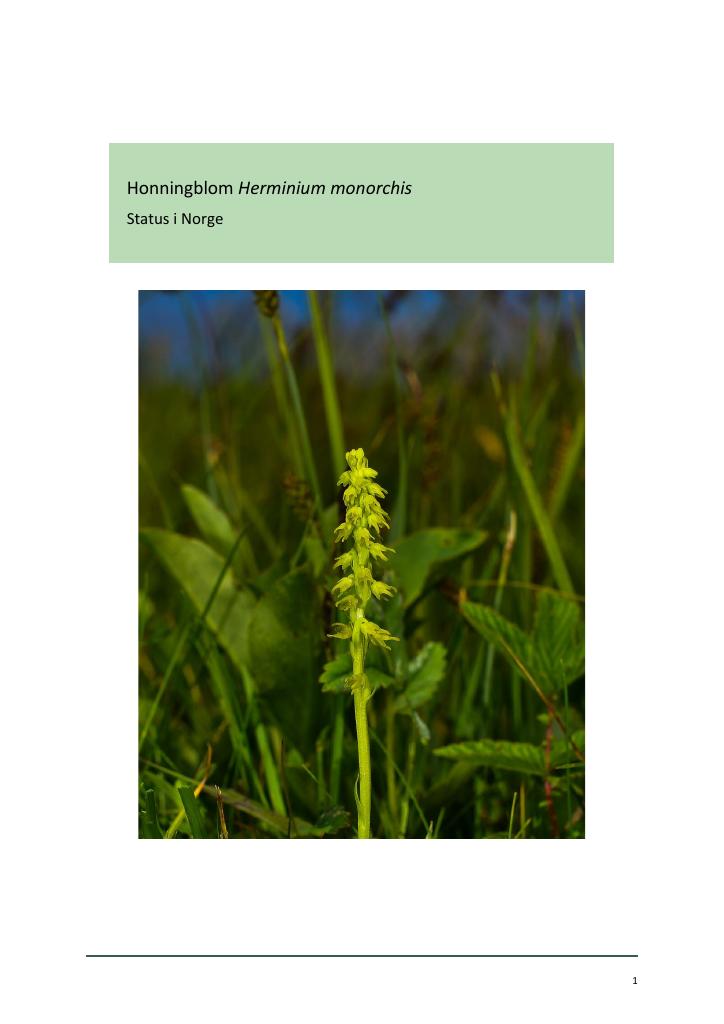Forsiden av dokumentet Honningblom Herminium monorchis - Status i Norge