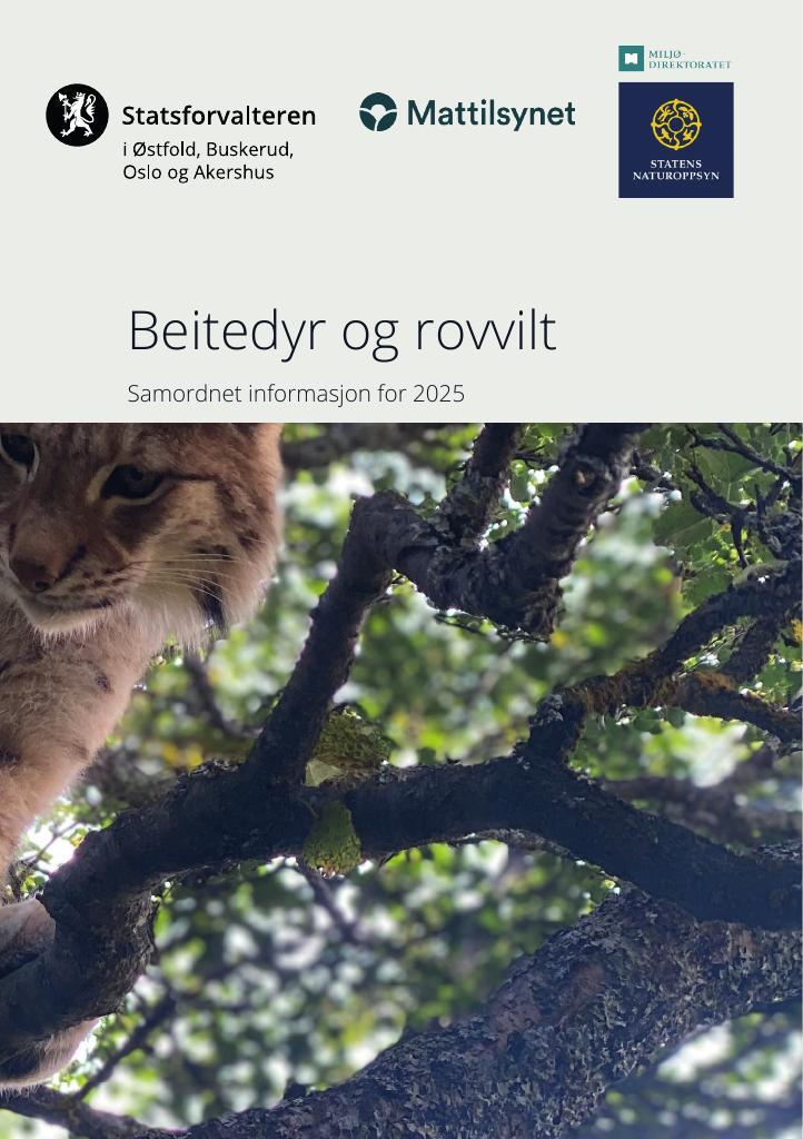 Forsiden av dokumentet Beitedyr og rovvilt : Samordnet informasjon for 2025