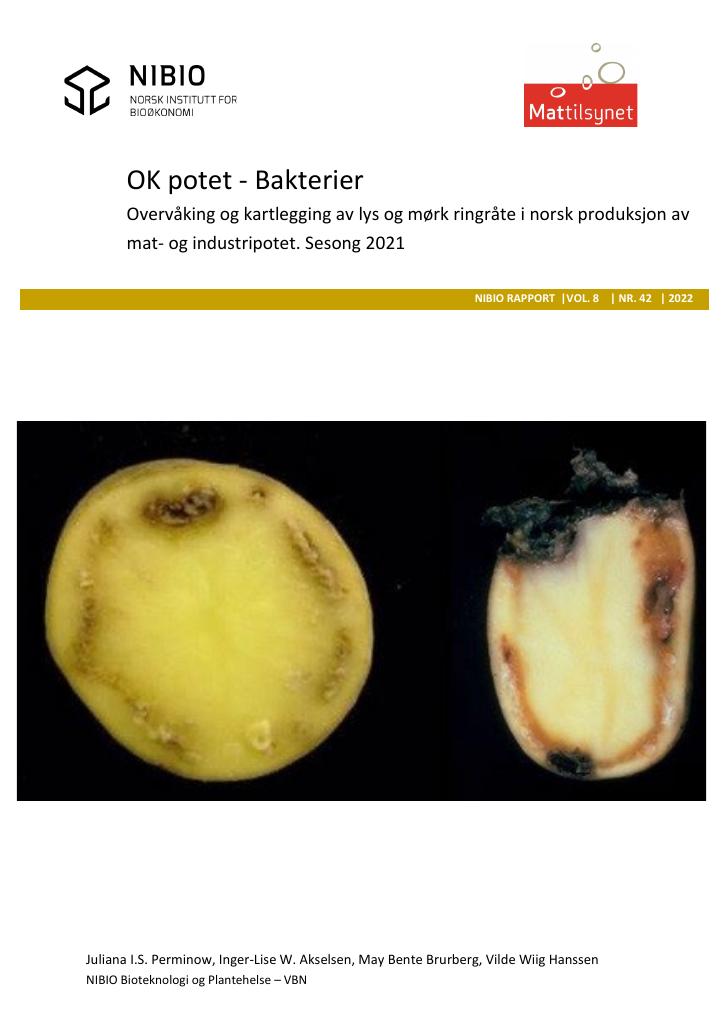 Forsiden av dokumentet OK potet - Bakterier. Overvåking og kartlegging av lys og mørk ringråte i norsk produksjon av mat- og industripotet. Sesong 2021