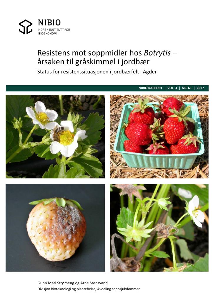 Forsiden av dokumentet Resistens mot soppmidler hos Botrytis – årsaken til gråskimmel i jordbær. Status for resistenssituasjonen i jordbærfelt i Agder