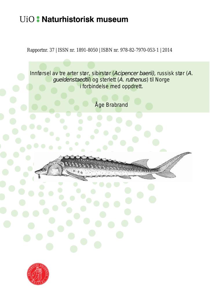 Forsiden av dokumentet Innførsel av tre arter stør, sibirstør (Acipencer baerii), russisk stør (A. gueldenstaedtii) og sterlett (A. ruthenus) til Norge i forbindelse med oppdrett