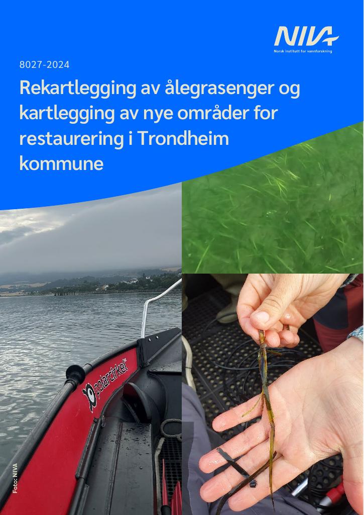 Forsiden av dokumentet Rekartlegging av ålegrasenger og kartlegging av nye områder for restaurering i Trondheim kommune