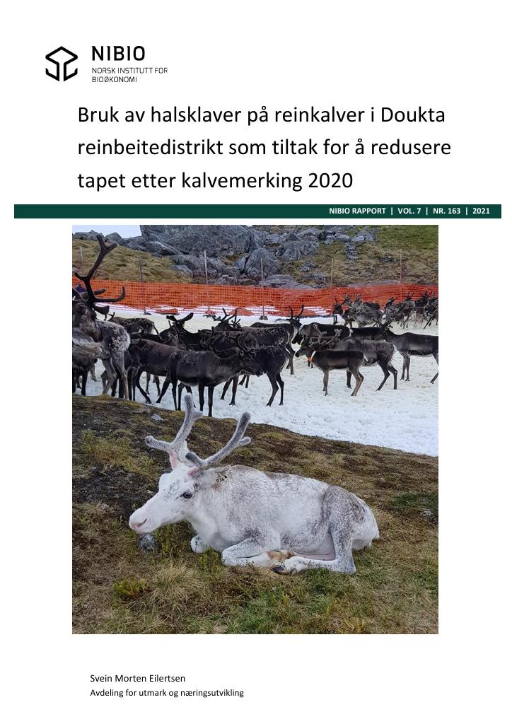 Forsiden av dokumentet Bruk av halsklaver på reinkalver i Doukta reinbeitedistrikt som tiltak for å redusere tapet etter kalvemerking 2020