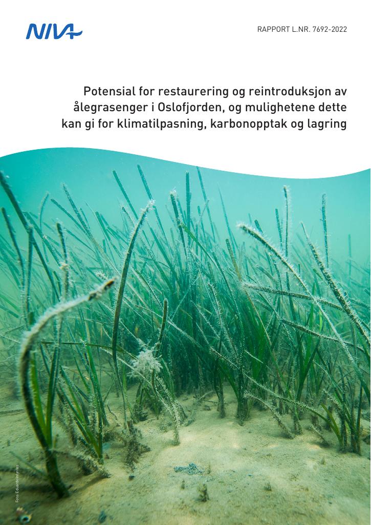 Forsiden av dokumentet Potensial for restaurering og reintroduksjon av ålegrasenger i  Oslofjorden, og mulighetene dette kan gi for klimatilpasning,  karbonopptak og lagring