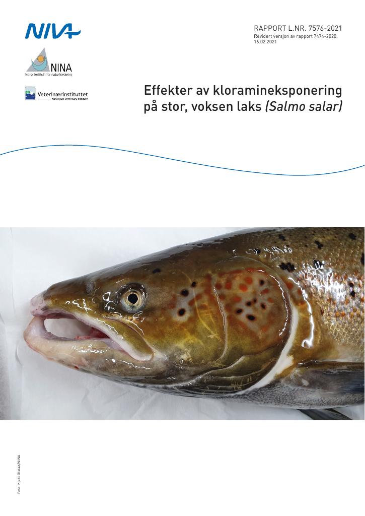 Forsiden av dokumentet Effekter av kloramineksponering på stor, voksen laks (Salmo salar)